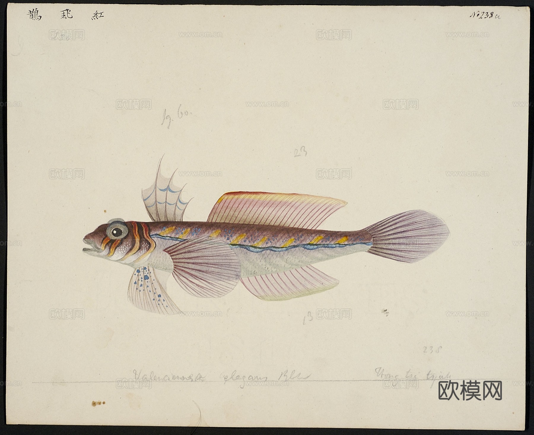 复古手绘水彩海鱼插画，手绘鱼类插画232下载