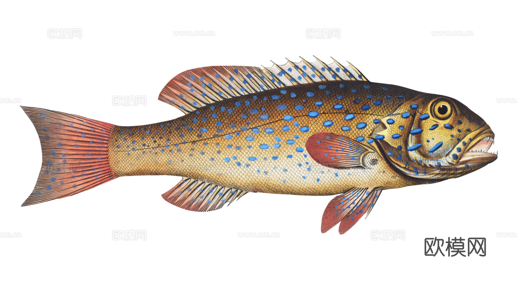 高清复古写实鱼类插画,海洋动物插画80