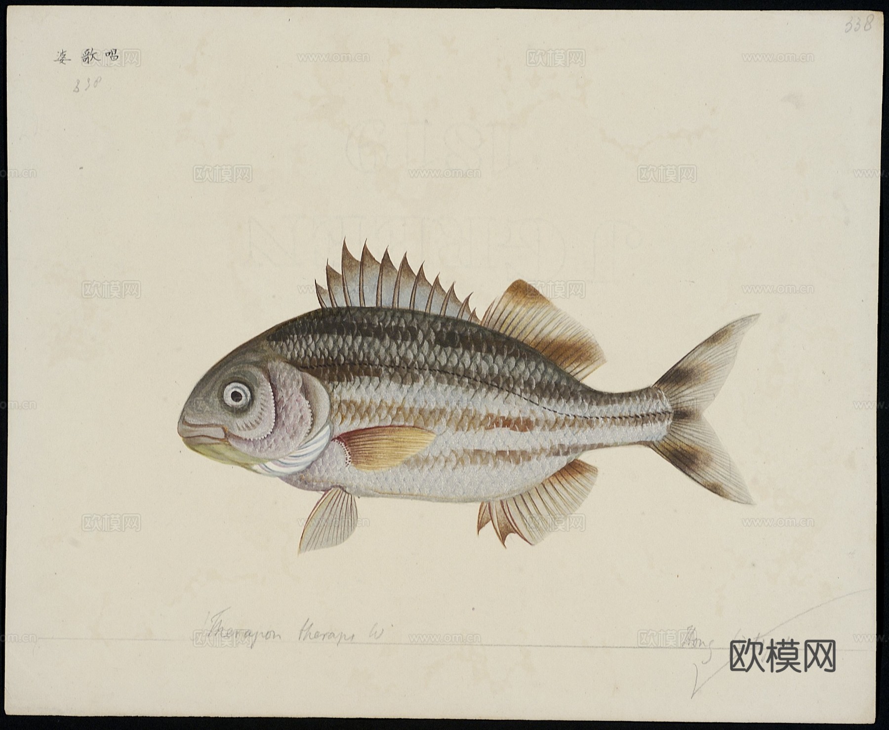 复古手绘水彩海鱼插画，手绘鱼类插画332下载