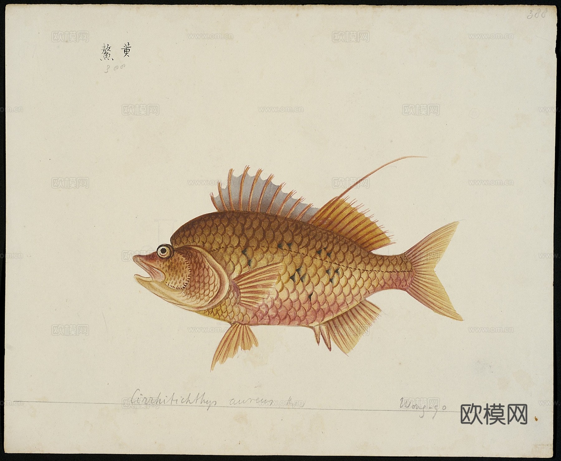 复古手绘水彩海鱼插画，手绘鱼类插画376下载