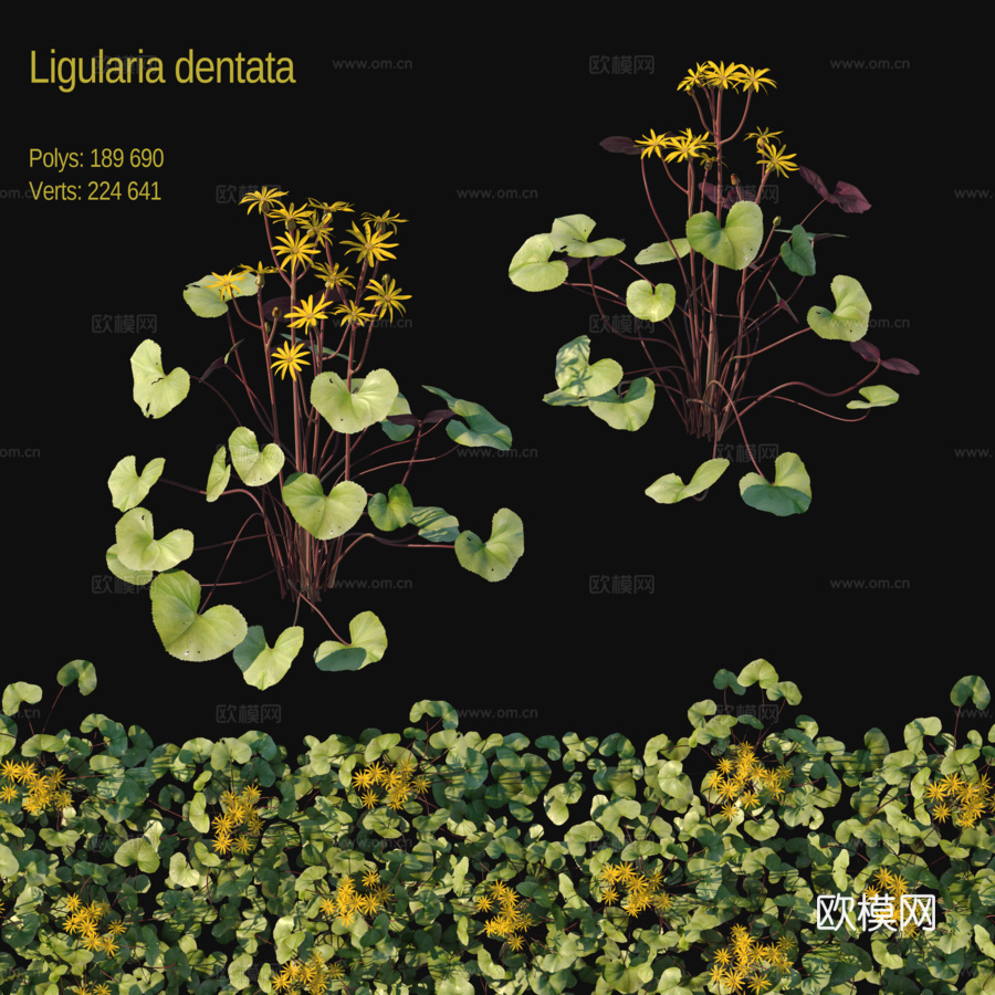 齿叶龙胆3d模型下载