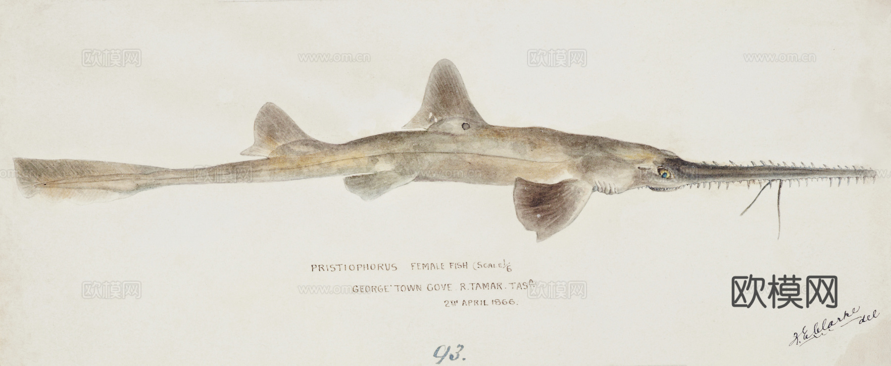 复古手绘水彩海鱼插画，海鱼图78