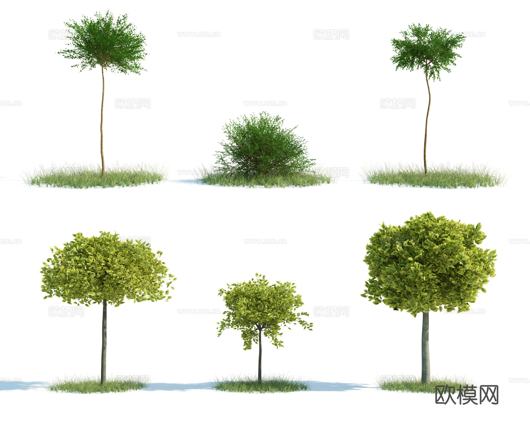 树 花树 红花树 大树 高树 园林植物 人工植被 景观树3d模型下载（渲染图1）