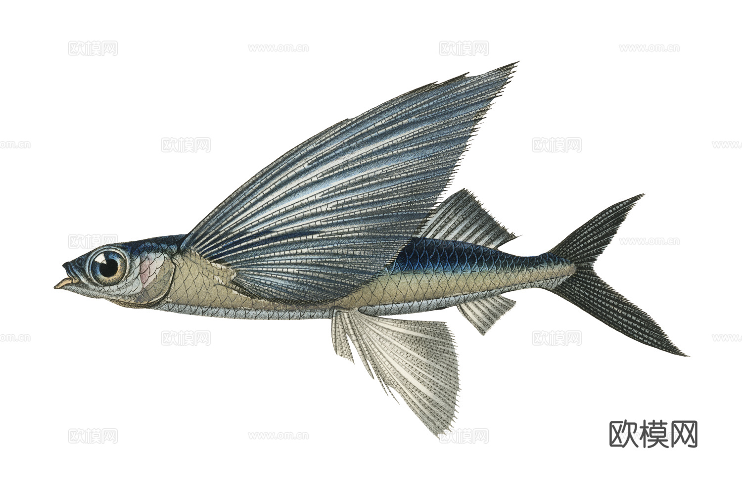 高清复古写实鱼类插画,海洋动物插画9