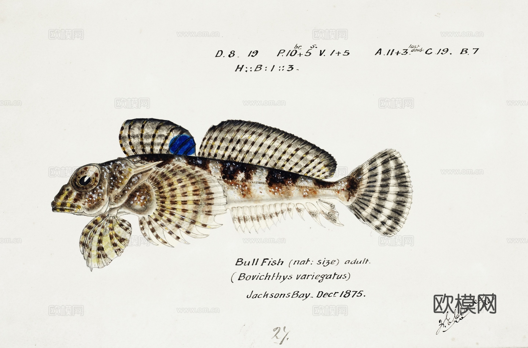 复古手绘水彩海鱼插画，海鱼图99