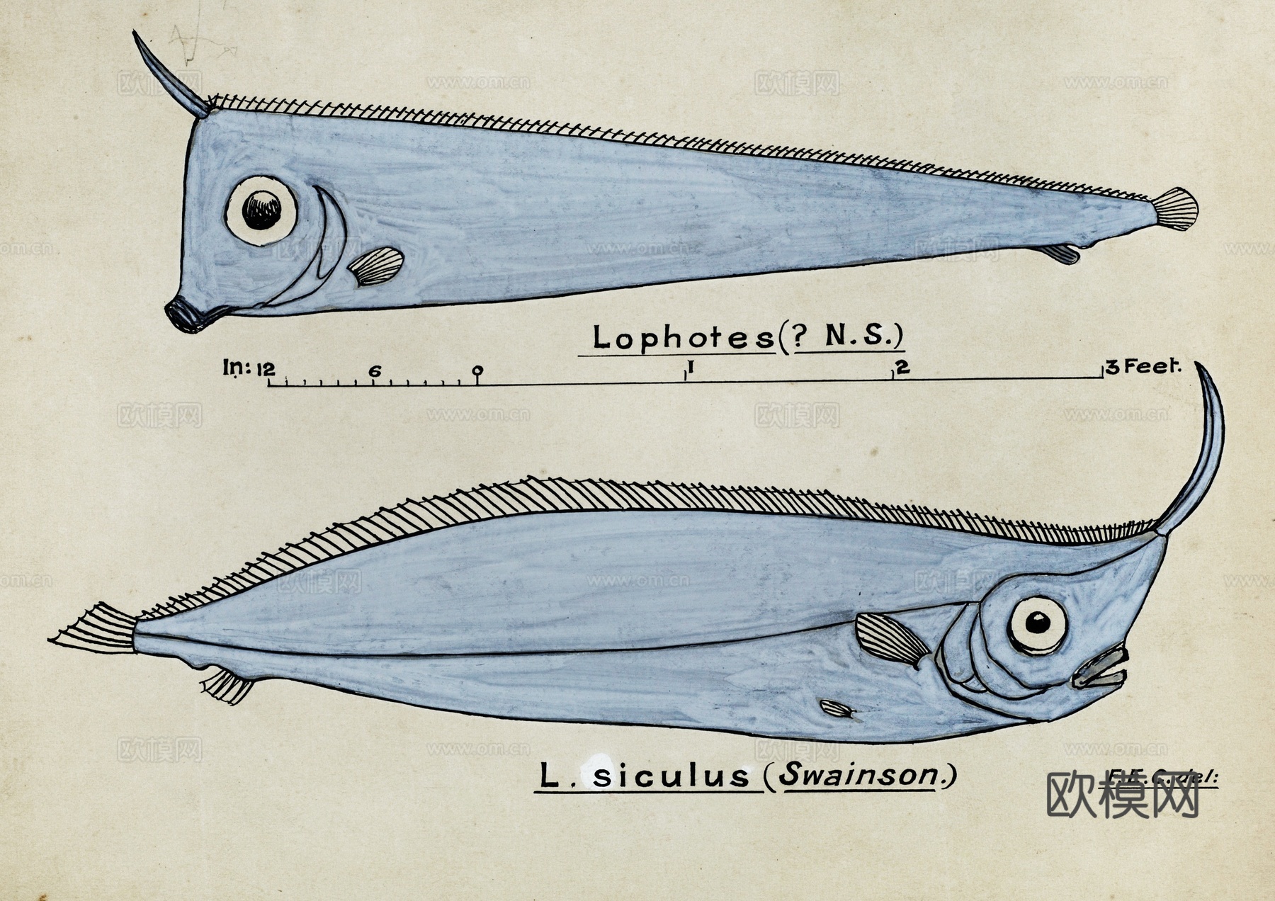 复古手绘水彩海鱼插画，海鱼图20下载