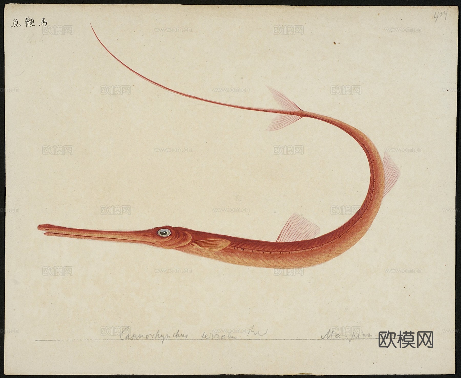 复古手绘水彩海鱼插画，手绘鱼类插画403