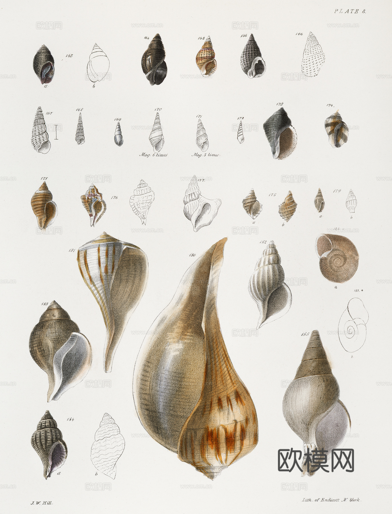 复古海洋鱼类插画，虾蟹贝插画6