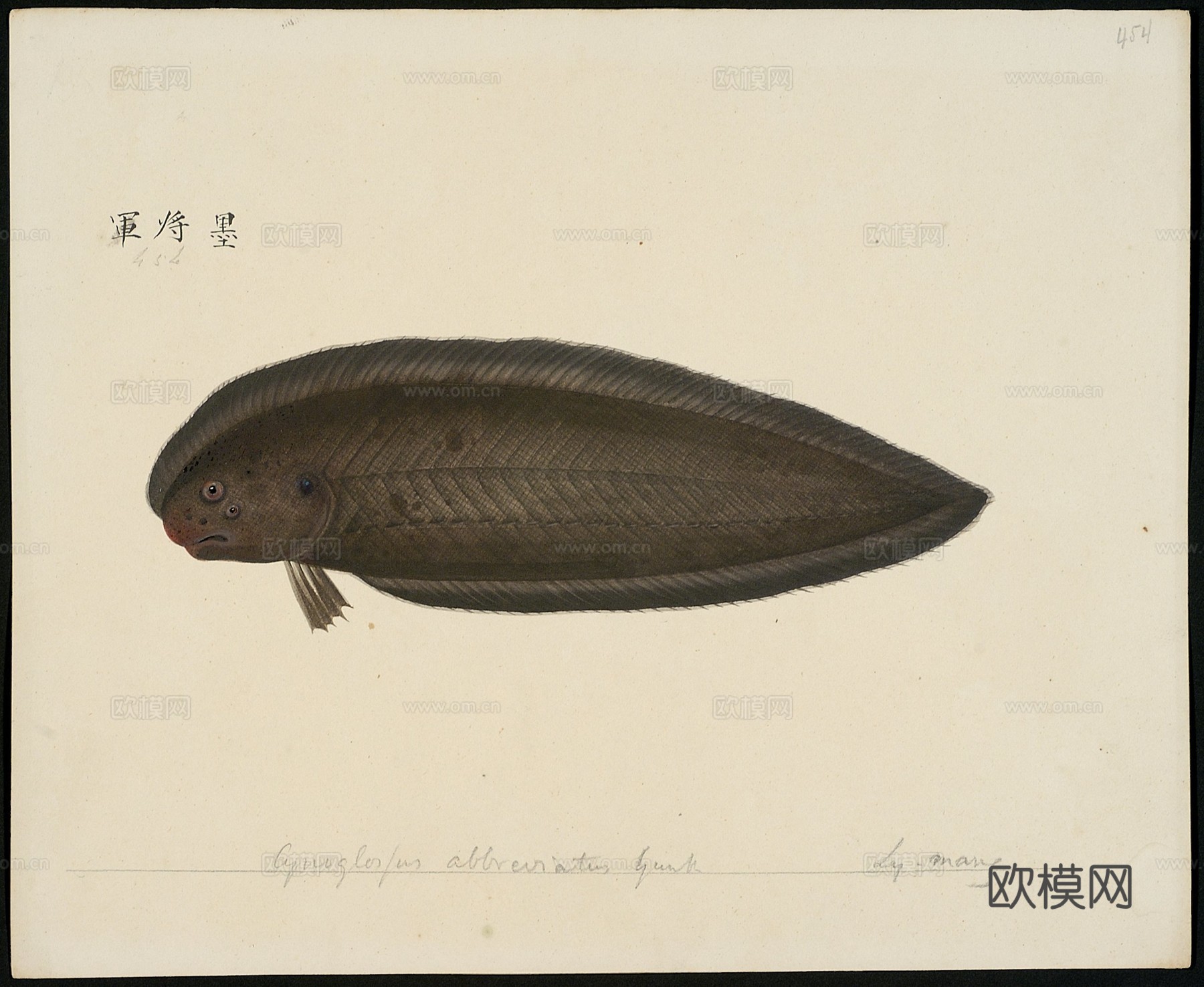 复古手绘水彩海鱼插画，手绘鱼类插画440