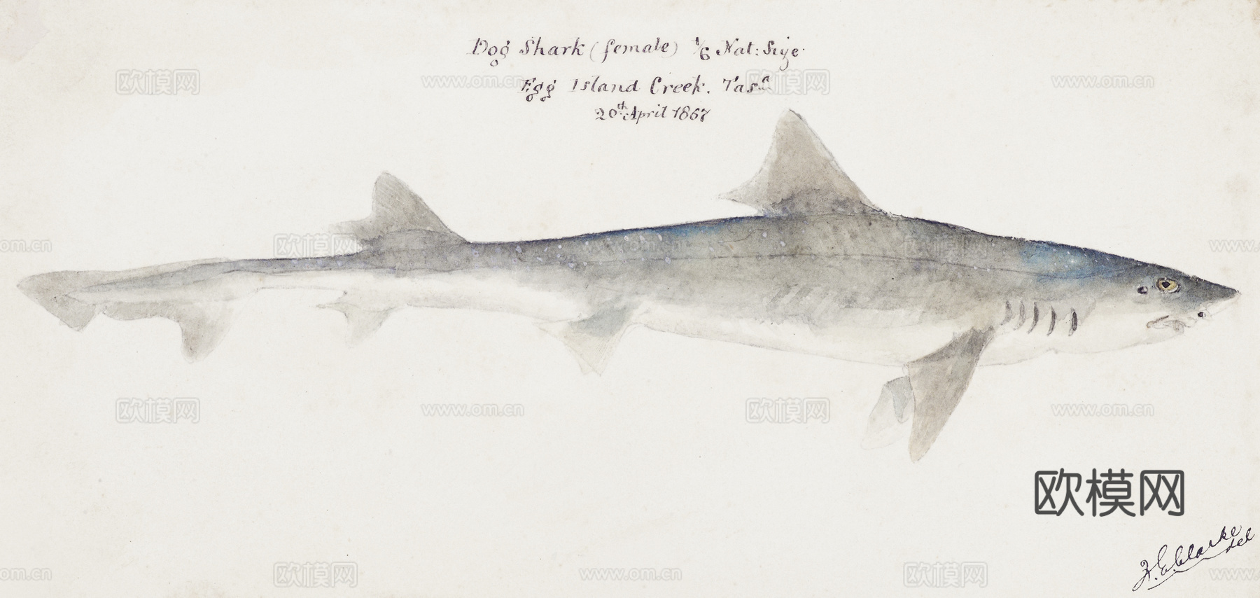 复古手绘水彩海鱼插画，海鱼图8下载