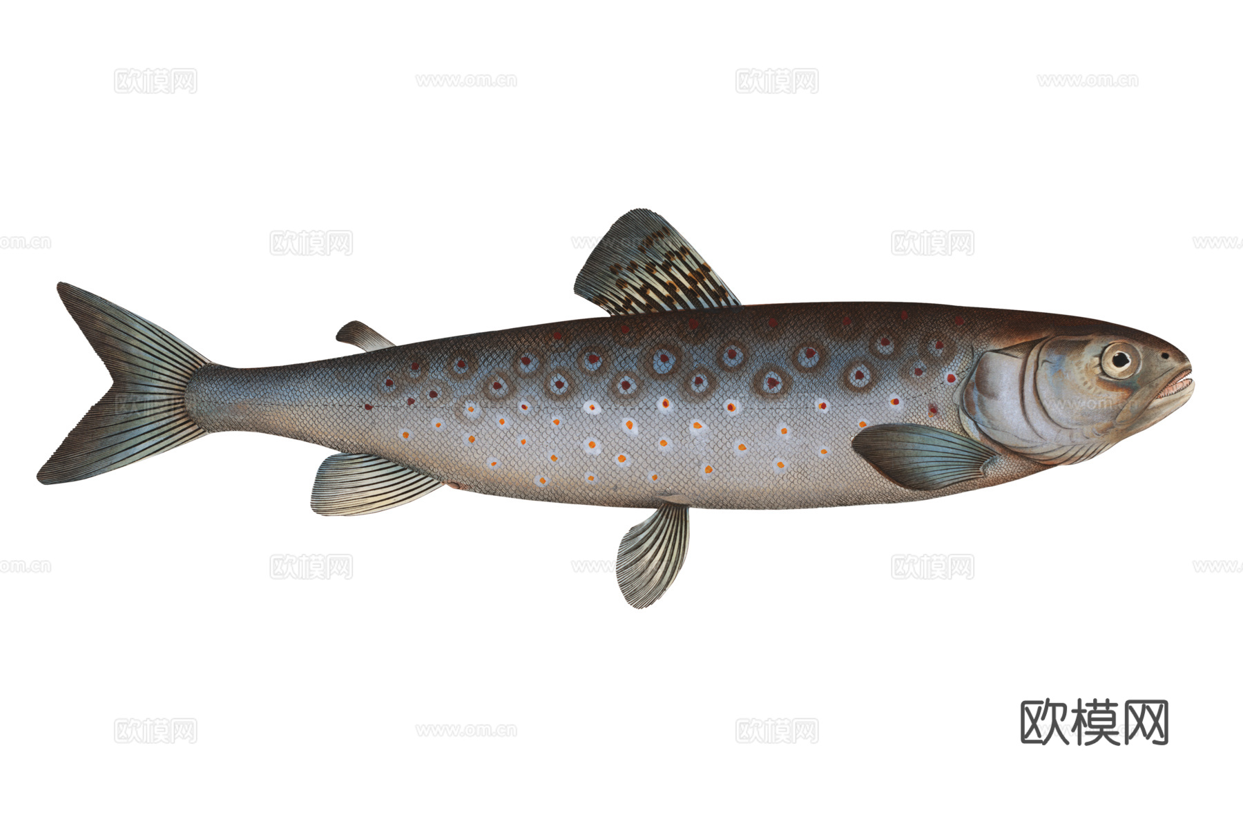 高清复古写实鱼类插画,海洋动物插画90