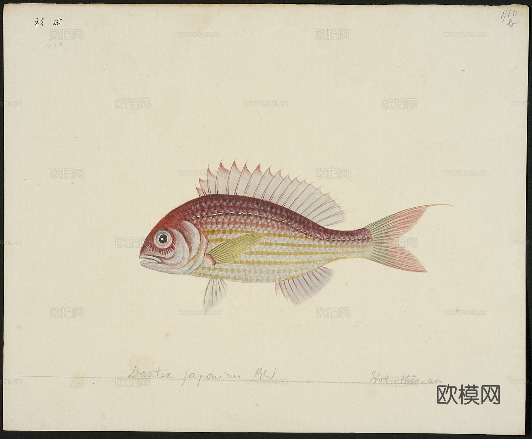 复古手绘水彩海鱼插画，手绘鱼类插画399下载