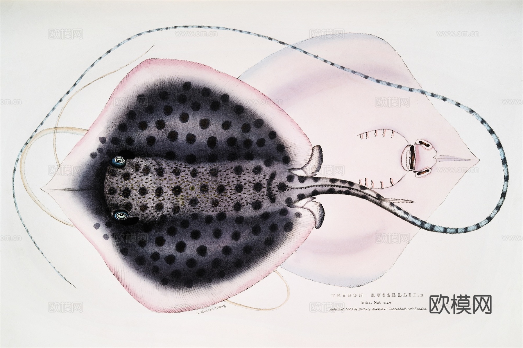 复古海洋鱼类插画，虾蟹贝插画25