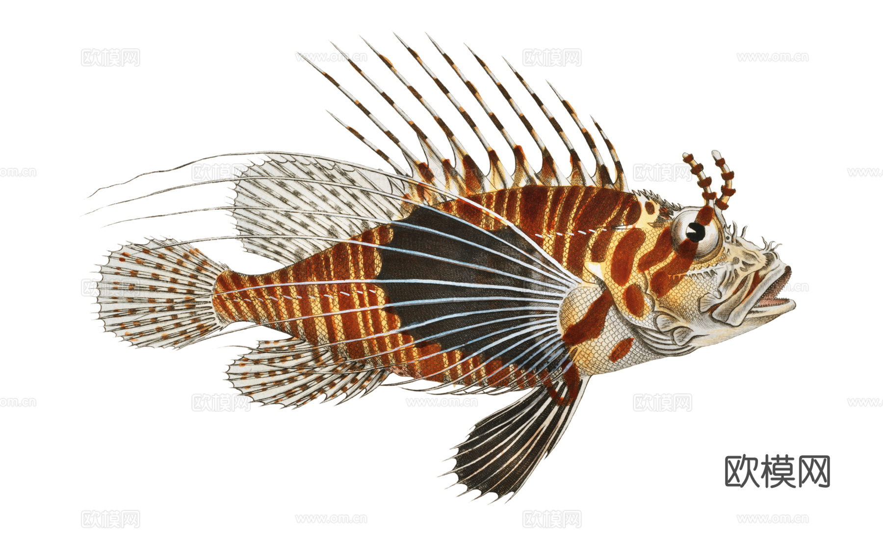 高清复古写实鱼类插画,海洋动物插画98