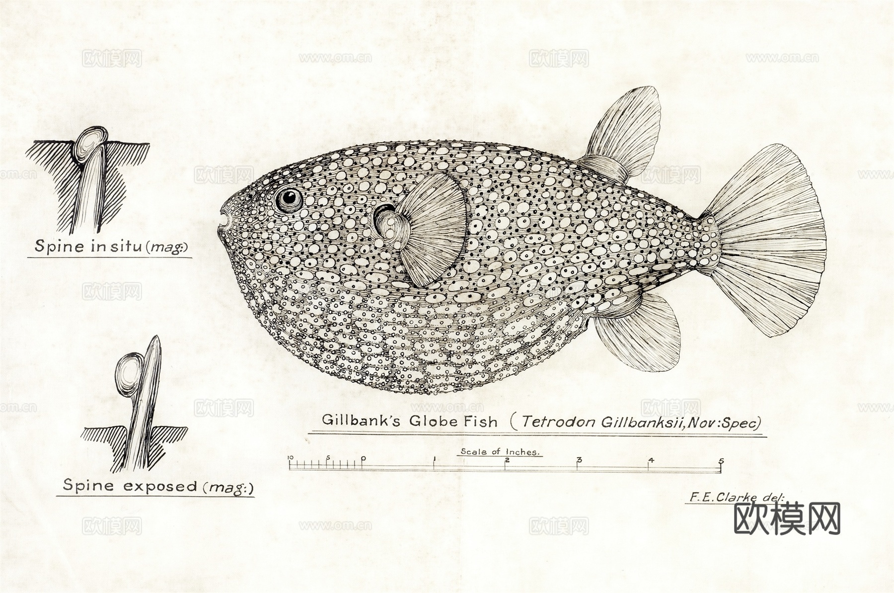 复古手绘水彩海鱼插画，海鱼图84