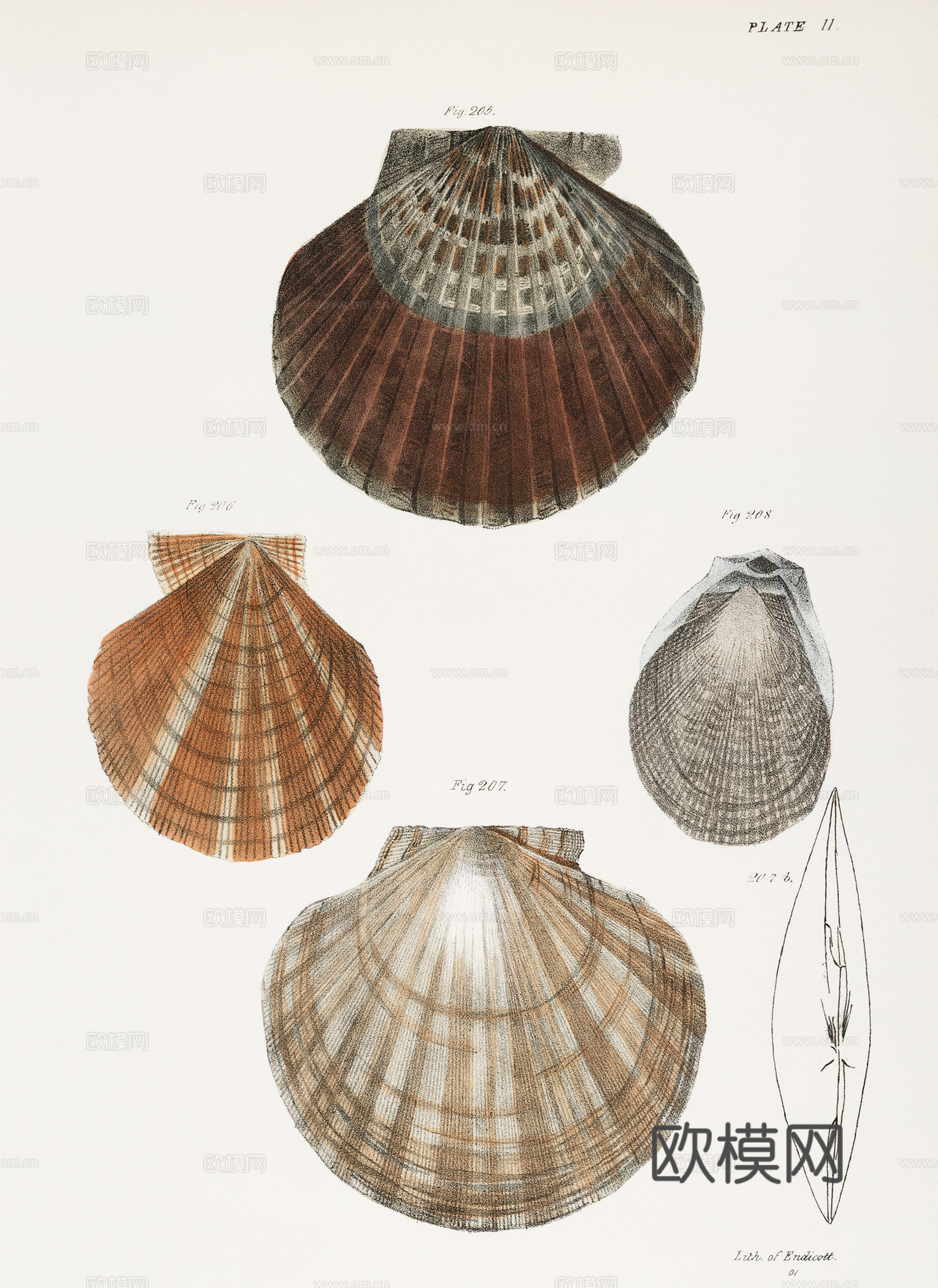 复古海洋鱼类插画，虾蟹贝插画7