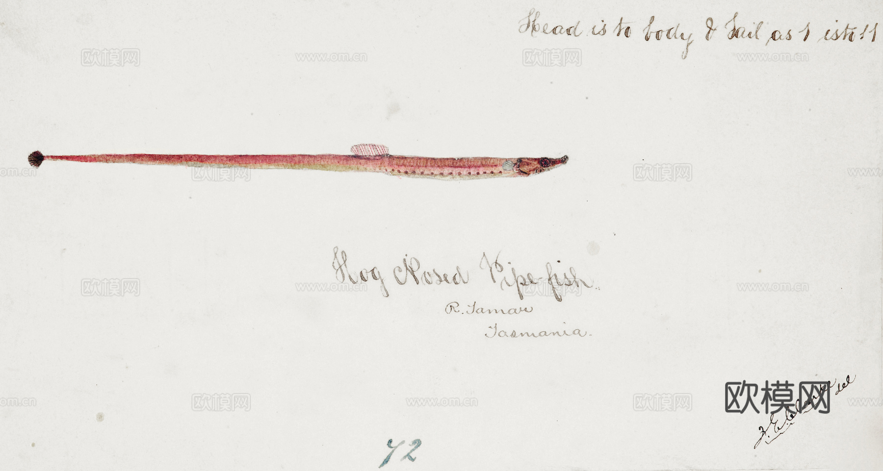 复古手绘水彩海鱼插画，海鱼图75