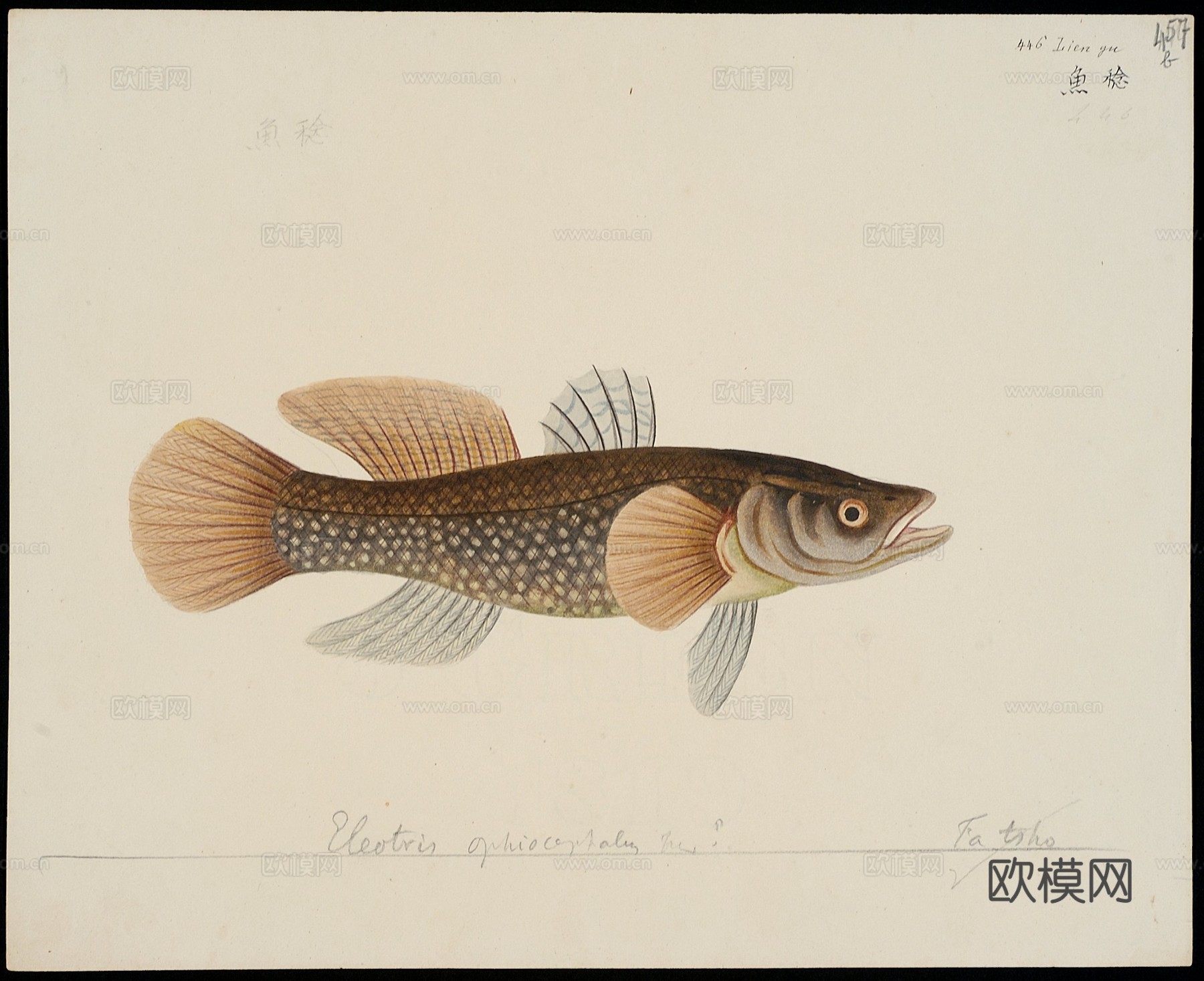 复古手绘水彩海鱼插画，手绘鱼类插画444