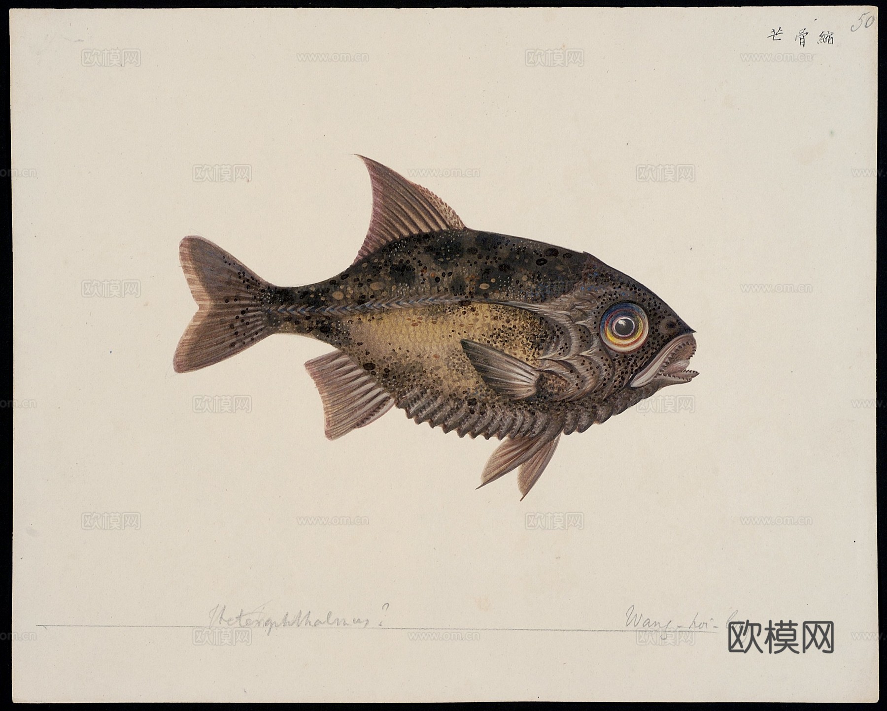 复古手绘水彩海鱼插画，手绘鱼类插画48下载
