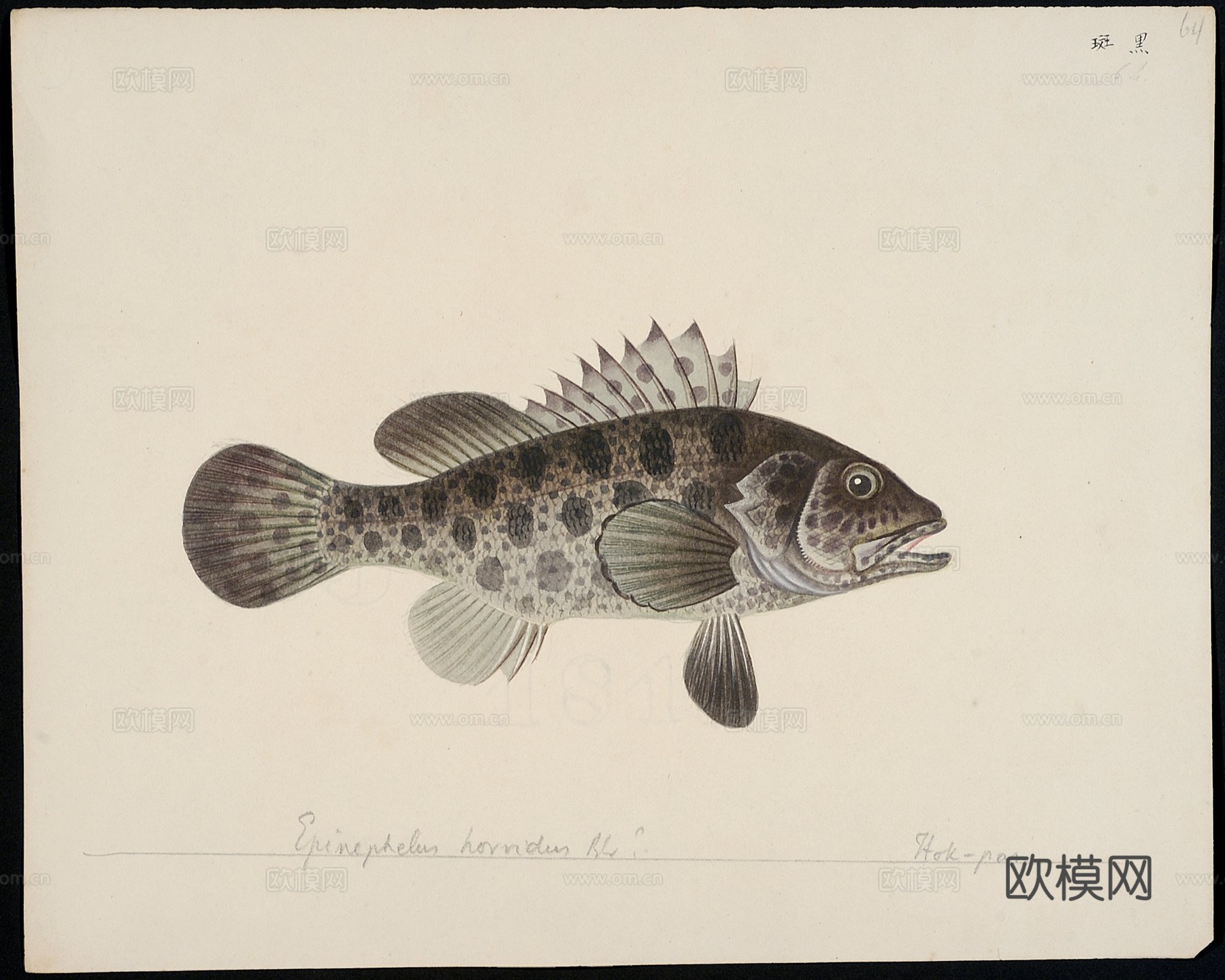 复古手绘水彩海鱼插画，手绘鱼类插画62