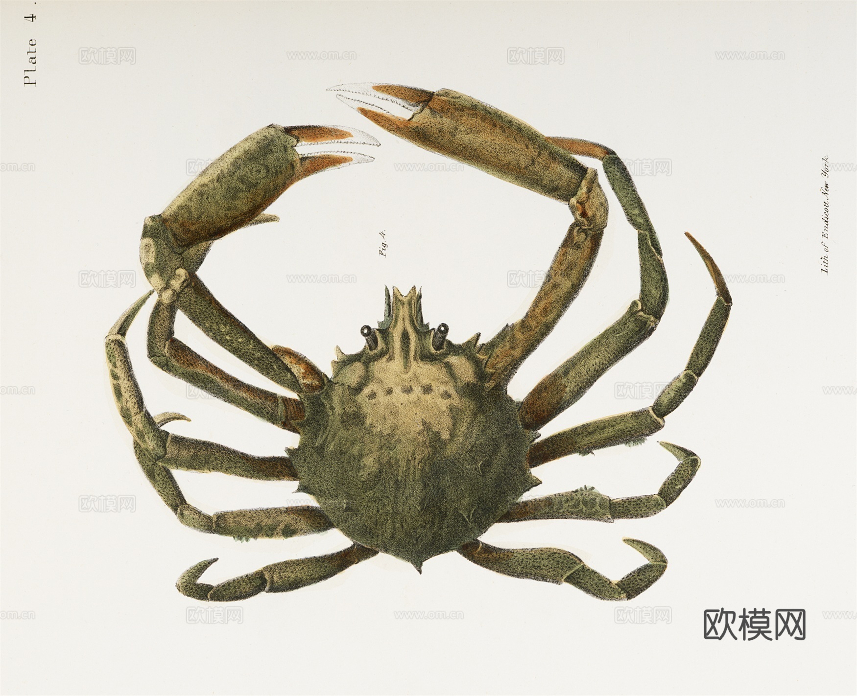 复古海洋鱼类插画，虾蟹贝插画13