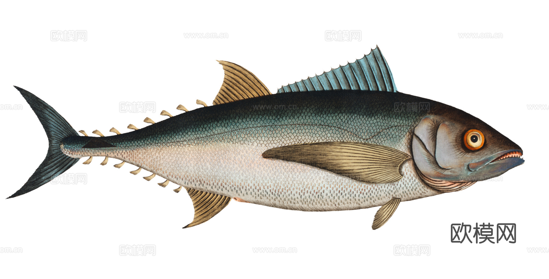 高清复古写实鱼类插画,海洋动物插画93