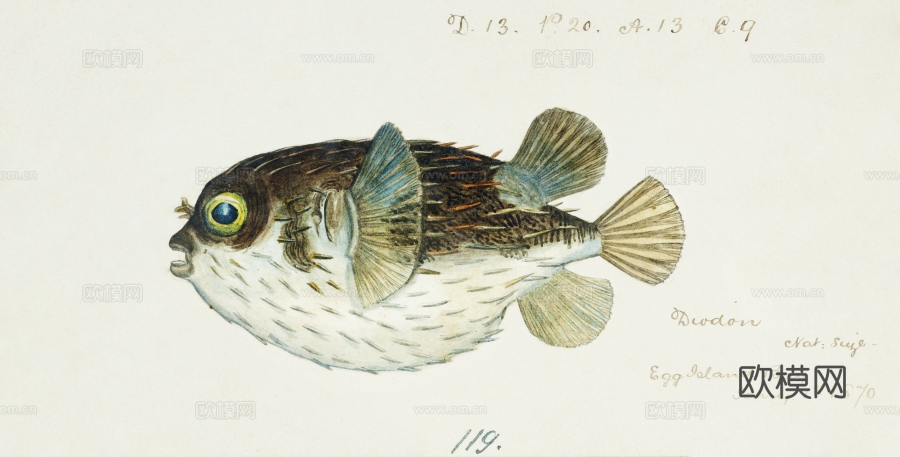 复古手绘水彩海鱼插画，海鱼图32下载