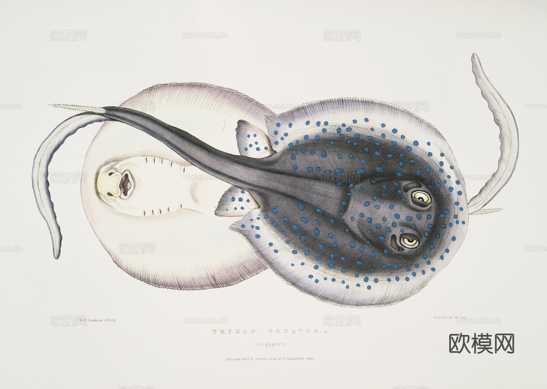 复古海洋鱼类插画，虾蟹贝插画22