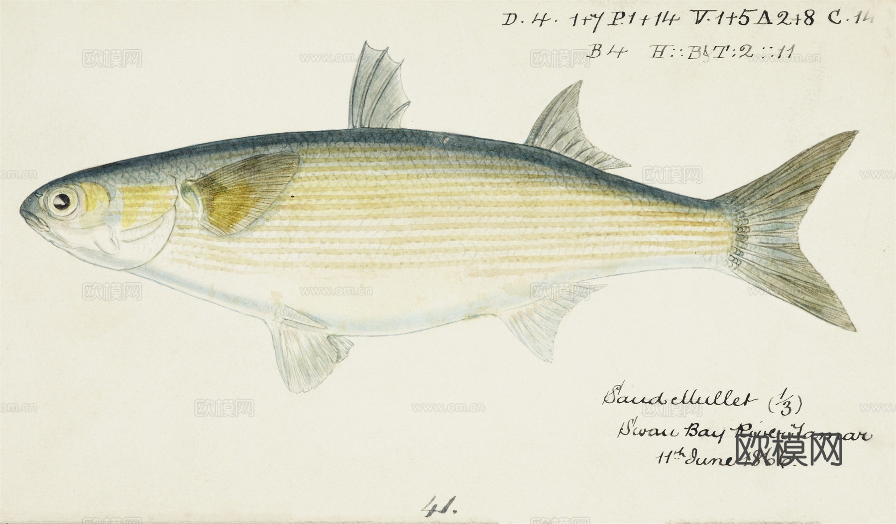 复古手绘水彩海鱼插画，海鱼图9