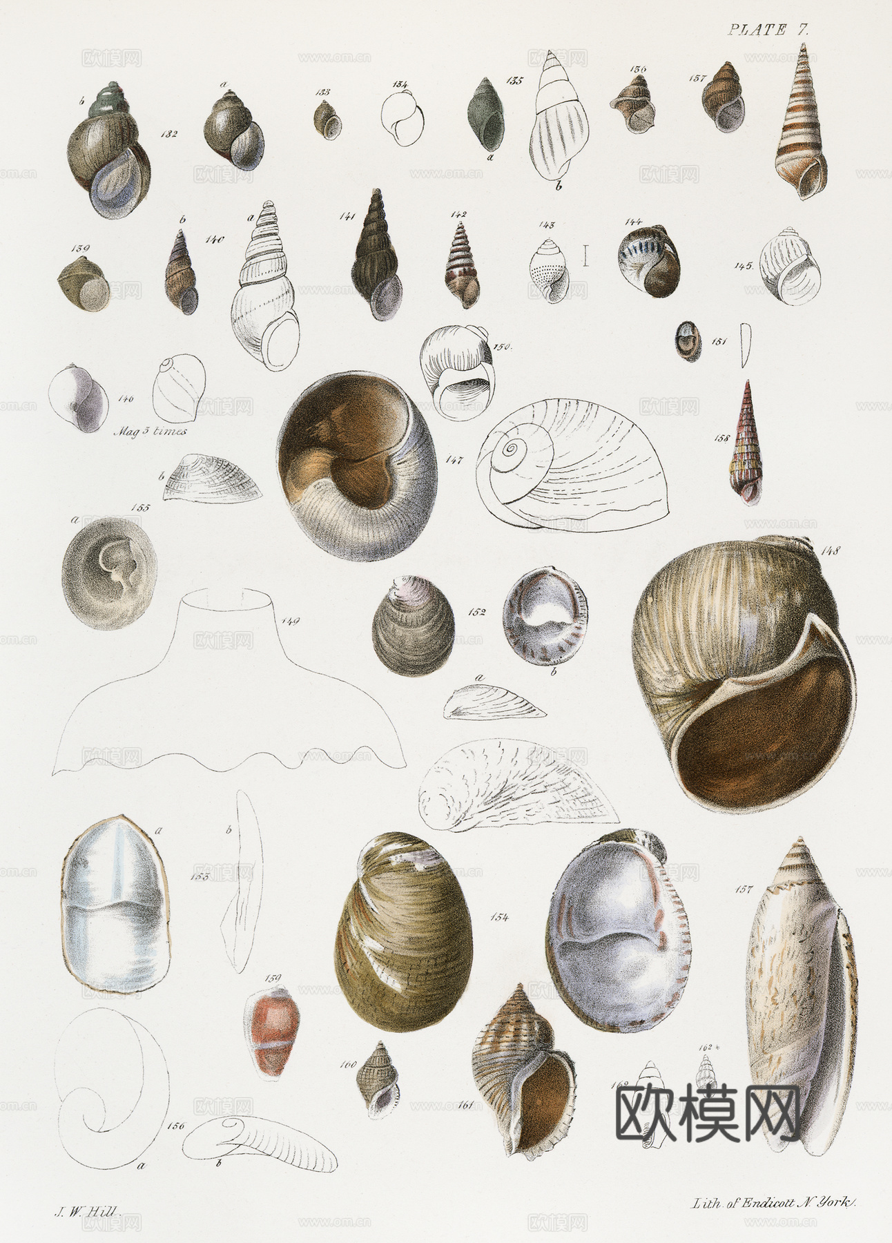 复古海洋鱼类插画，虾蟹贝插画17