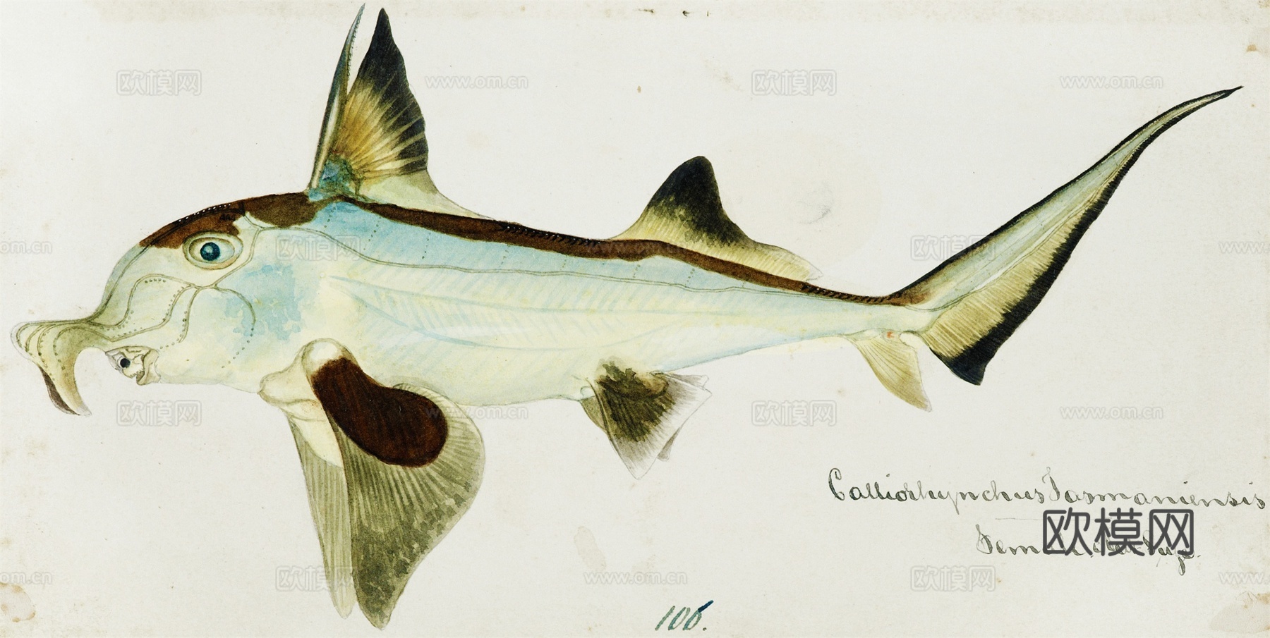 复古手绘水彩海鱼插画，海鱼图48下载