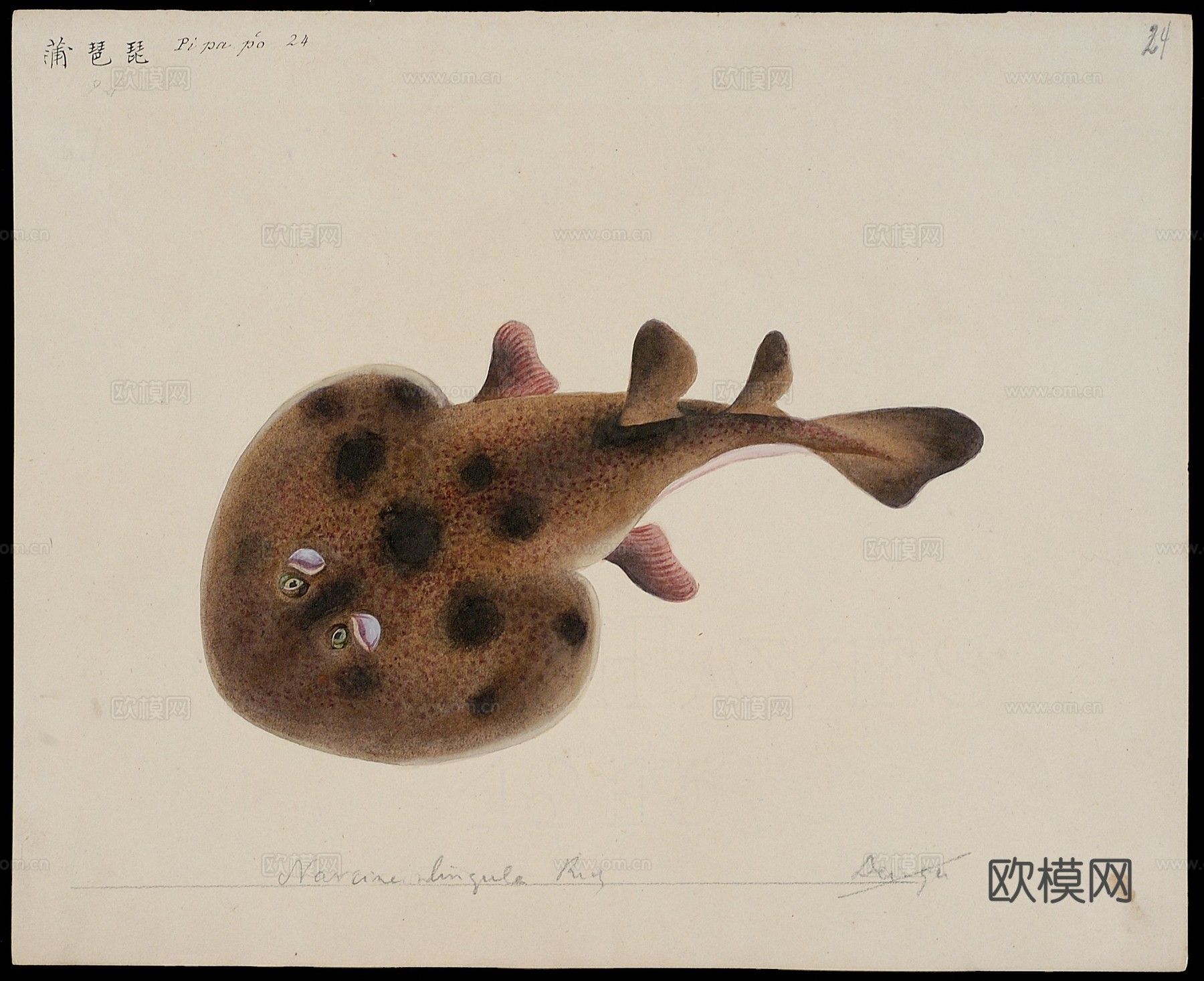 复古手绘水彩海鱼插画，手绘鱼类插画23下载