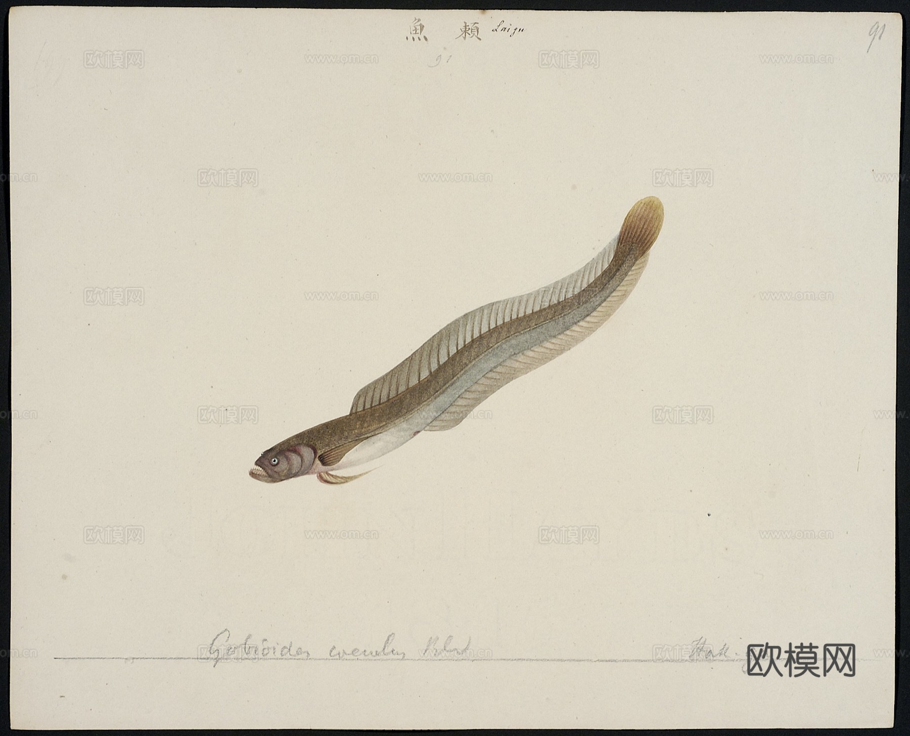 复古手绘水彩海鱼插画，手绘鱼类插画88