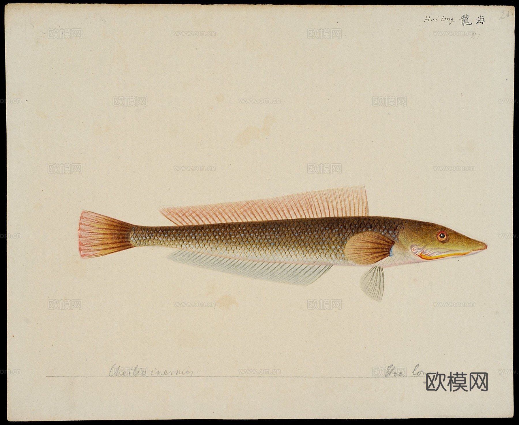 复古手绘水彩海鱼插画，手绘鱼类插画20下载