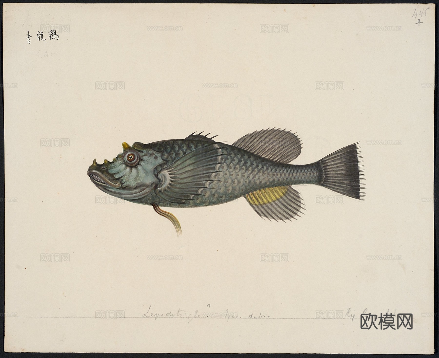 复古手绘水彩海鱼插画，手绘鱼类插画434