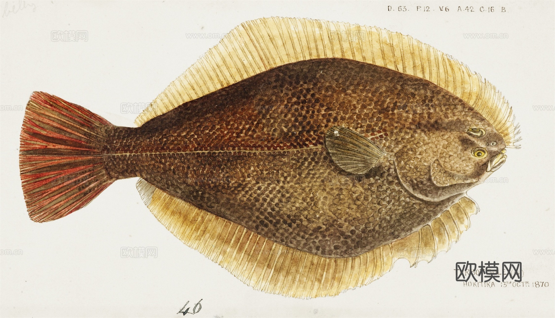 复古手绘水彩海鱼插画，海鱼图81下载