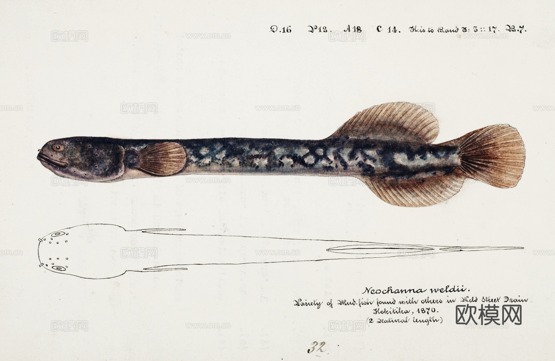 复古手绘水彩海鱼插画，海鱼图52