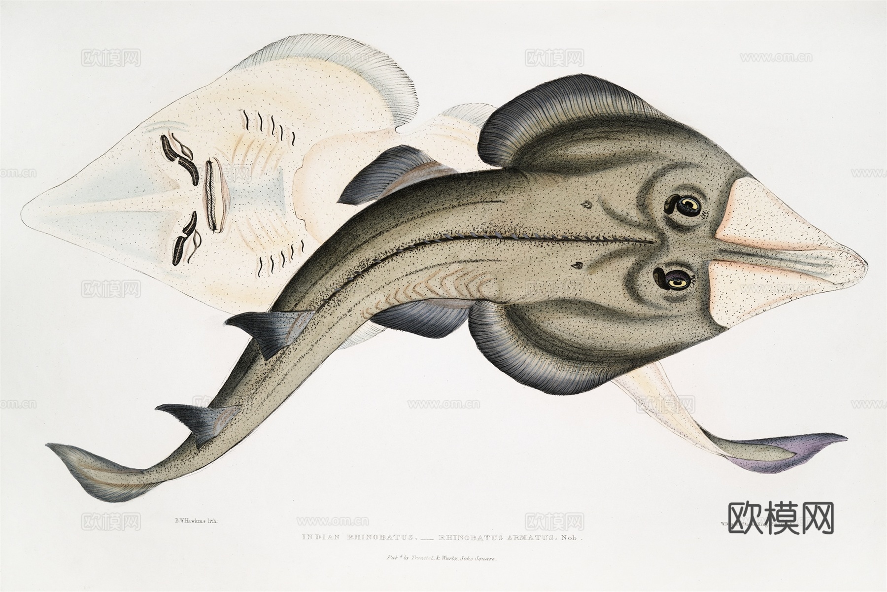 复古海洋鱼类插画，虾蟹贝插画24