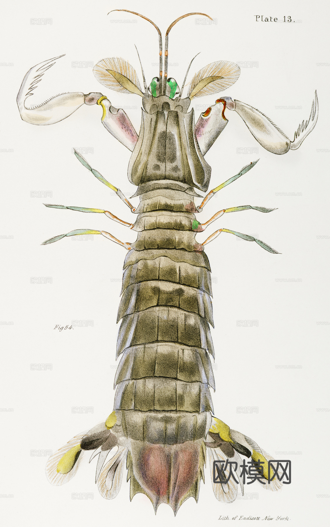复古海洋鱼类插画，虾蟹贝插画3