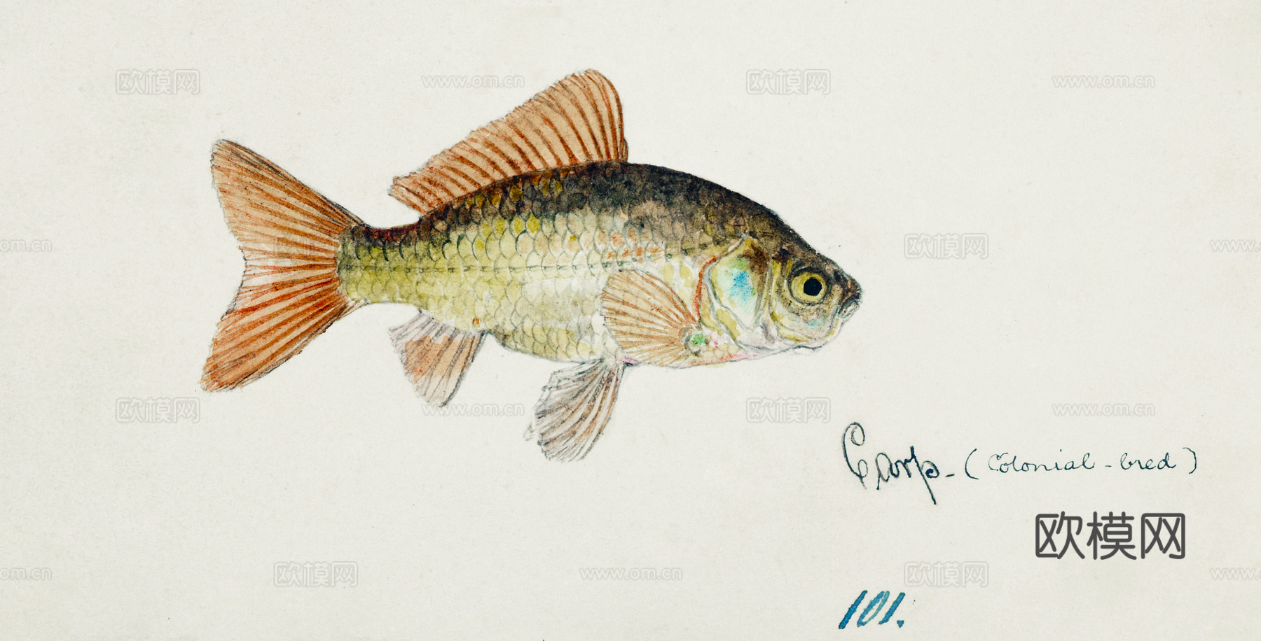 复古手绘水彩海鱼插画，海鱼图40下载