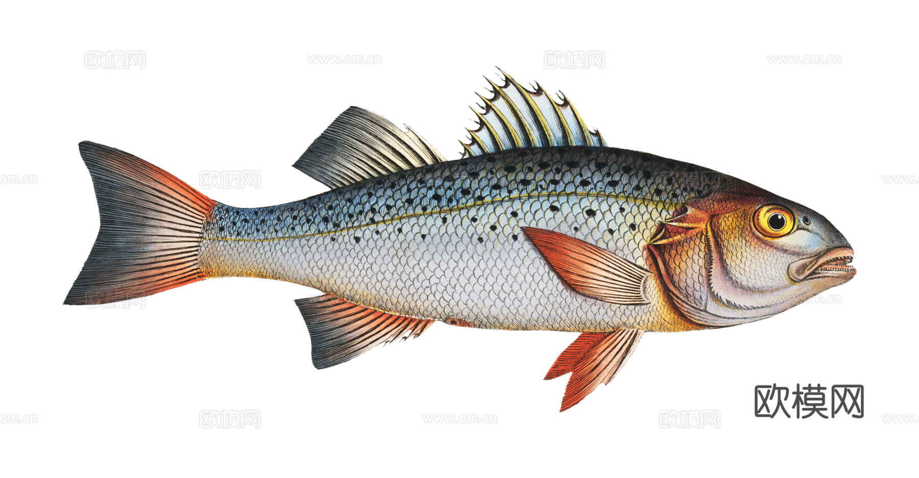 高清复古写实鱼类插画,海洋动物插画91