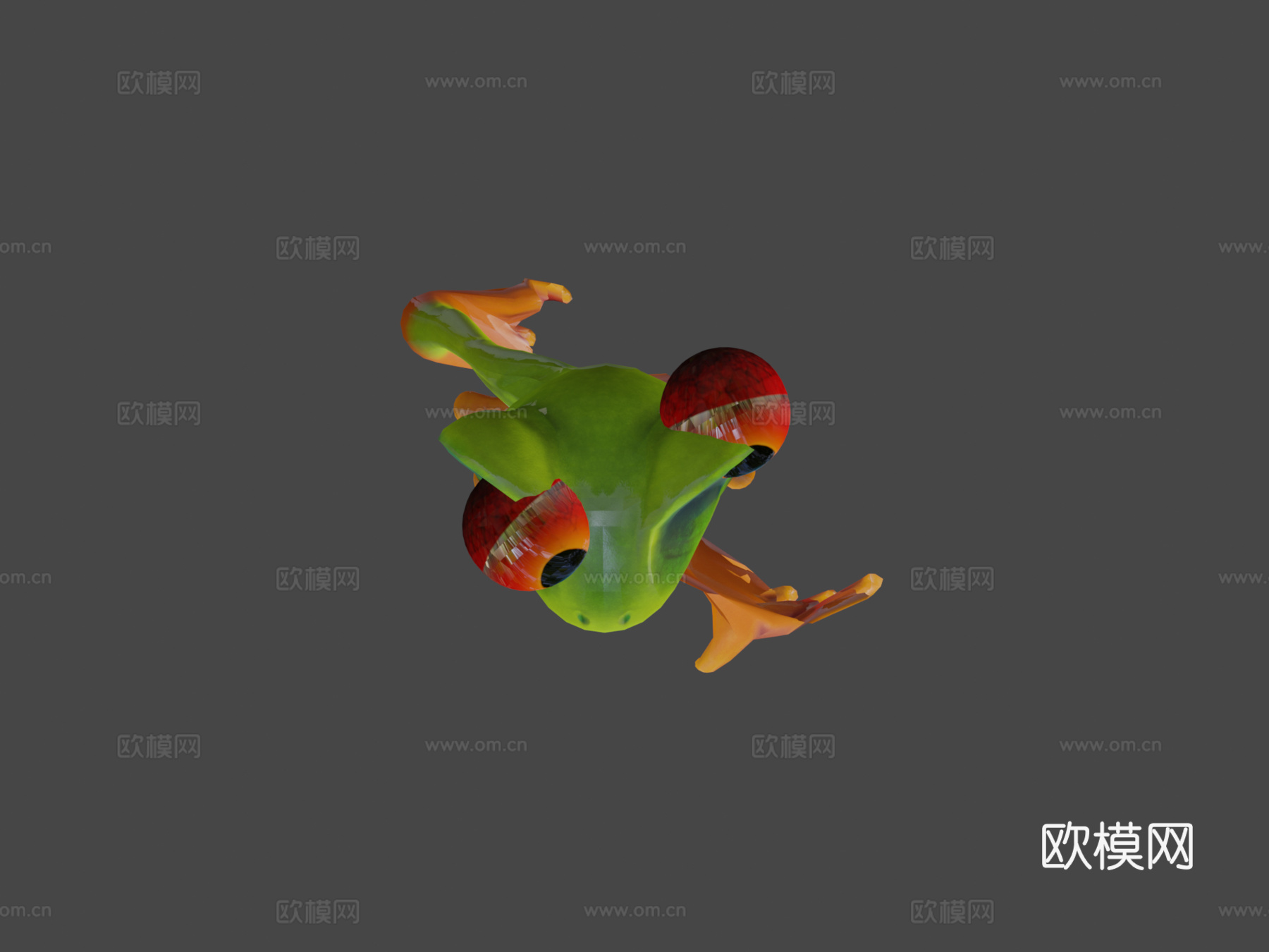 红眼树蛙托德波尔3d模型下载（渲染图5）