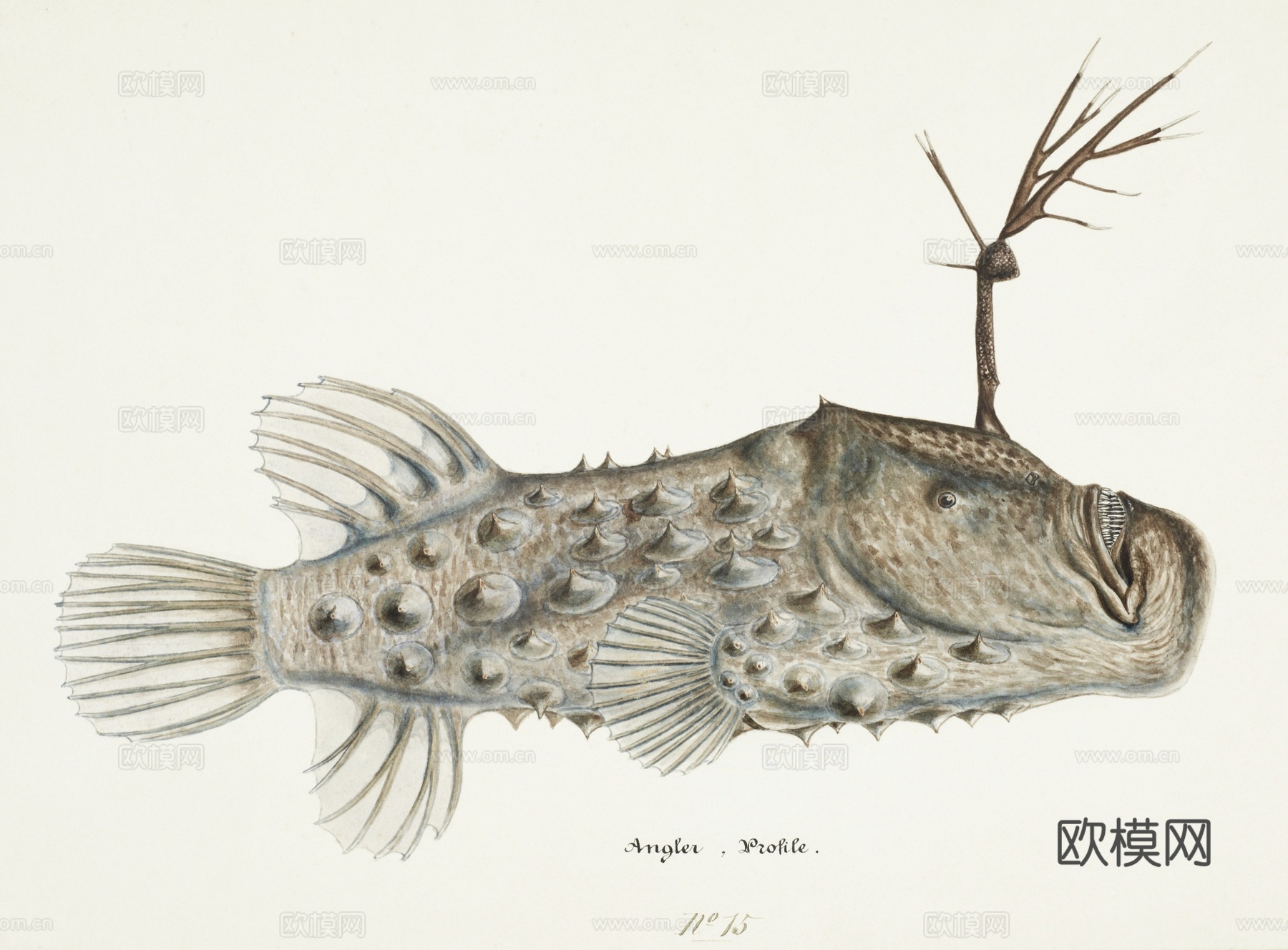 复古手绘水彩海鱼插画，海鱼图46