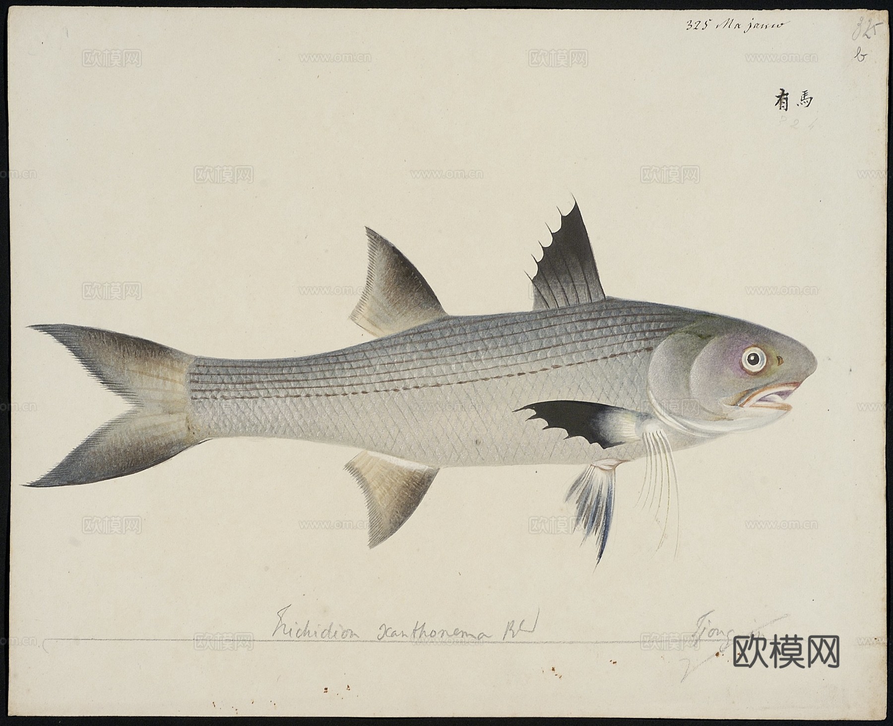 复古手绘水彩海鱼插画，手绘鱼类插画321下载