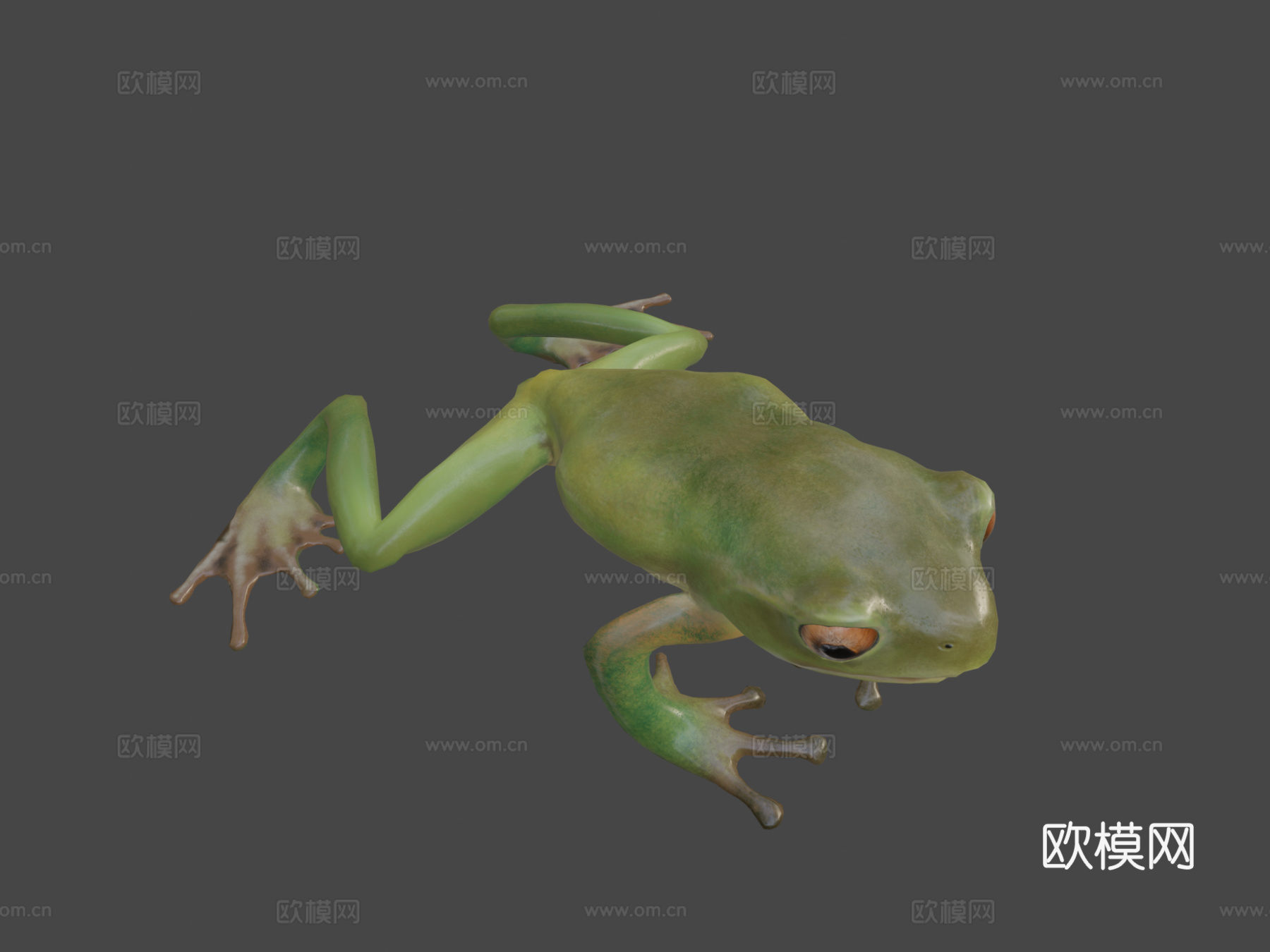 青蛙低多边形3d模型下载（渲染图7）