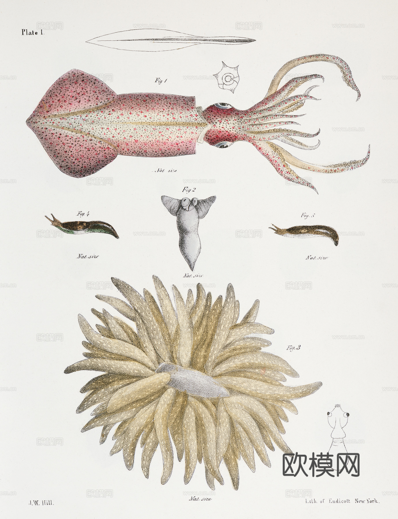 复古海洋鱼类插画，虾蟹贝插画20