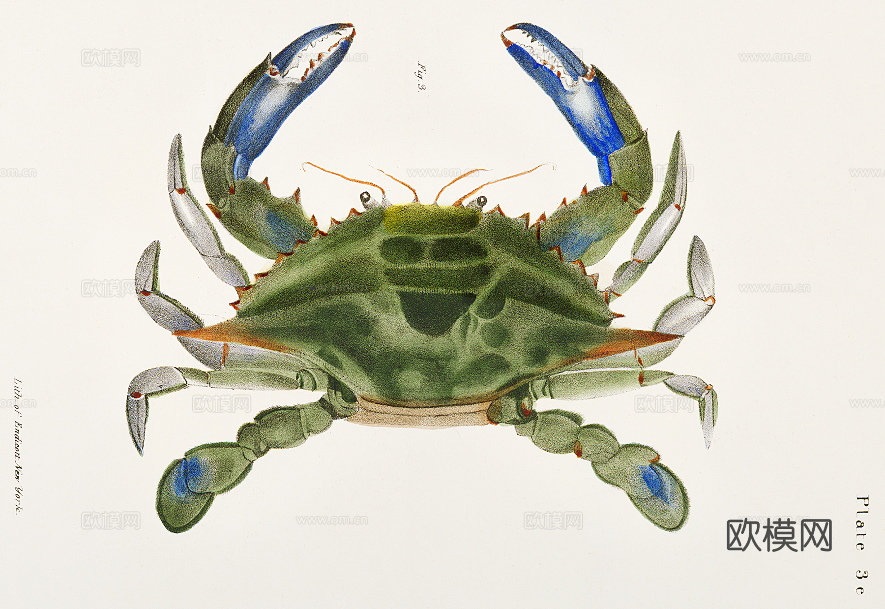 复古海洋鱼类插画，虾蟹贝插画8