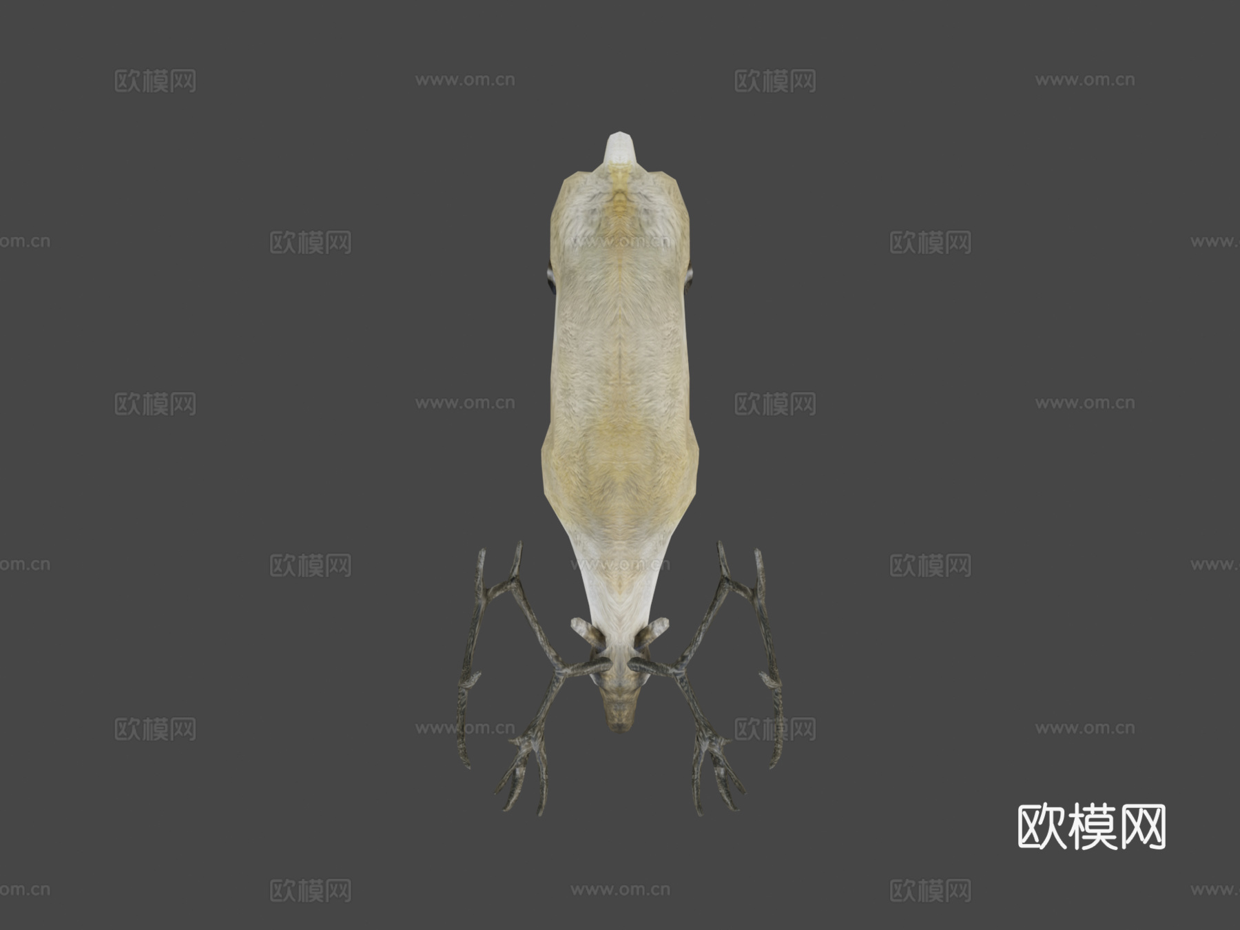 低多边形写实驯鹿3d模型下载（渲染图6）