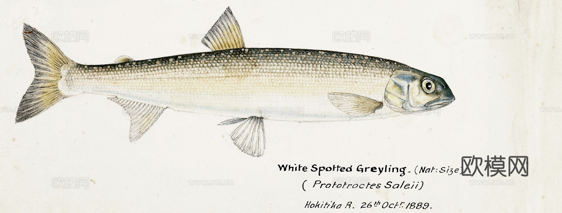 复古手绘水彩海鱼插画，海鱼图73