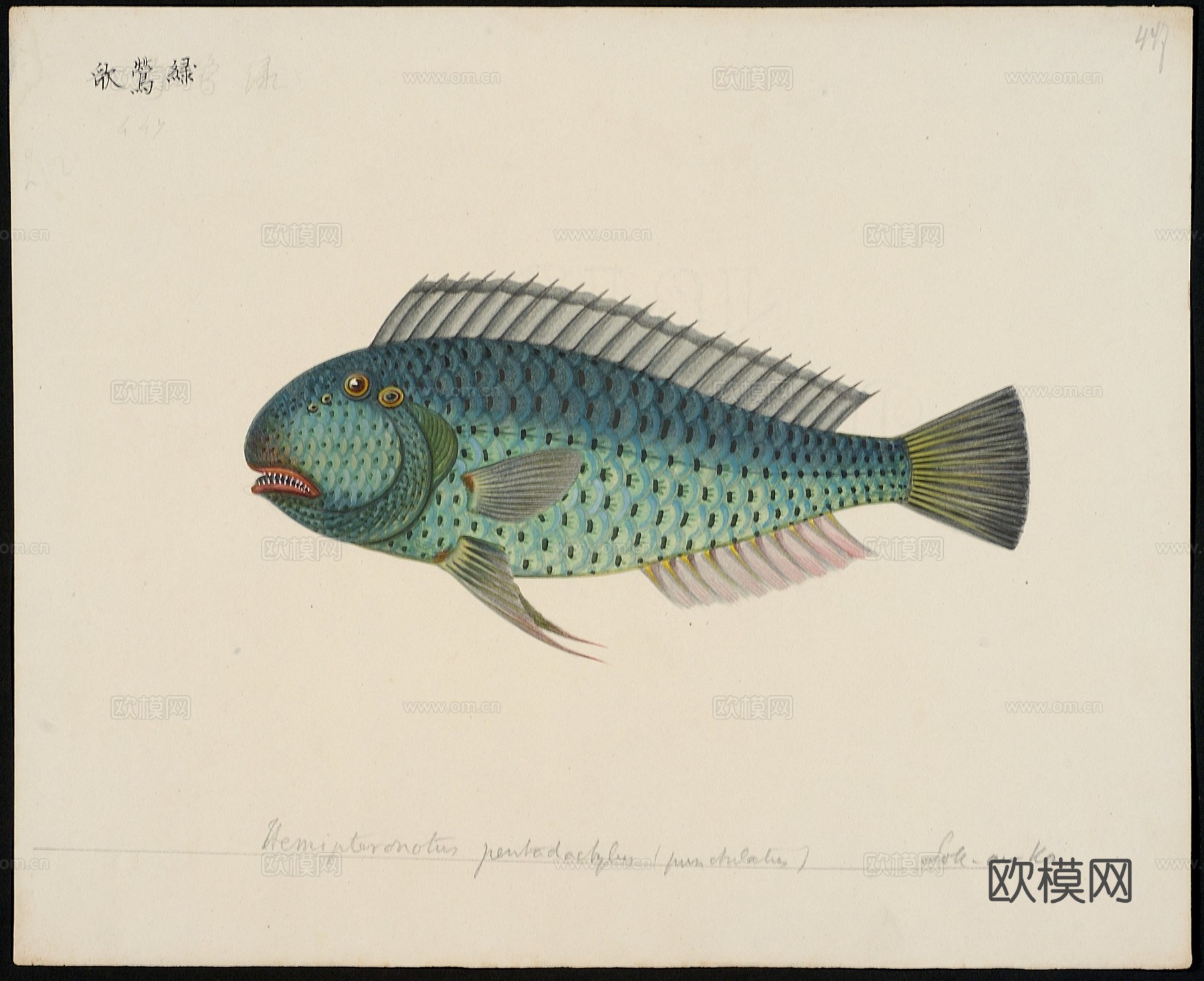 复古手绘水彩海鱼插画，手绘鱼类插画435